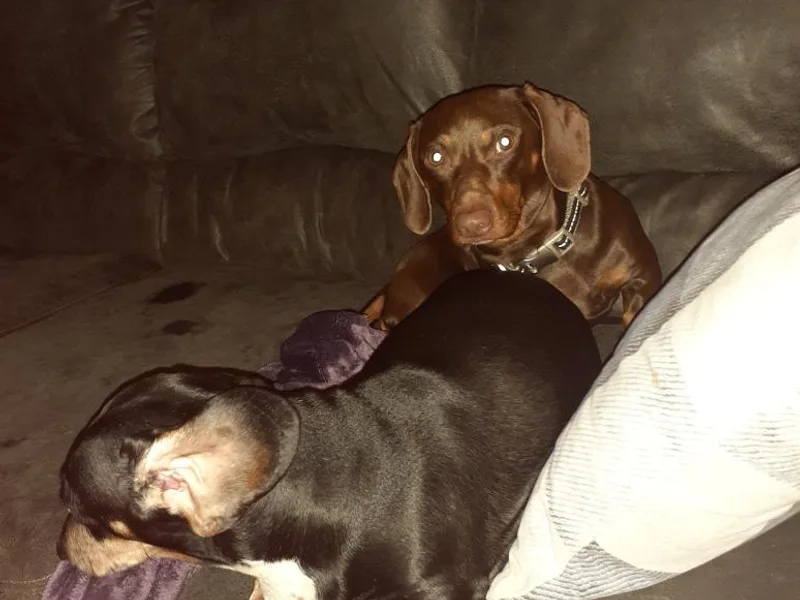 Dardar's Dachshunds