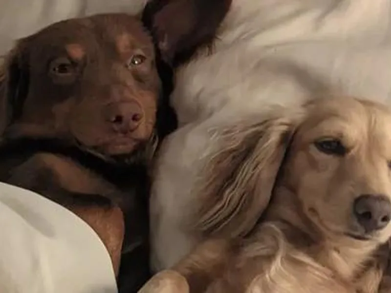 Dare Devil Dachshunds