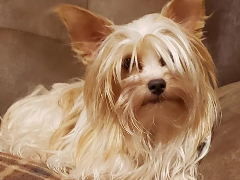 Dare to Dream Yorkies