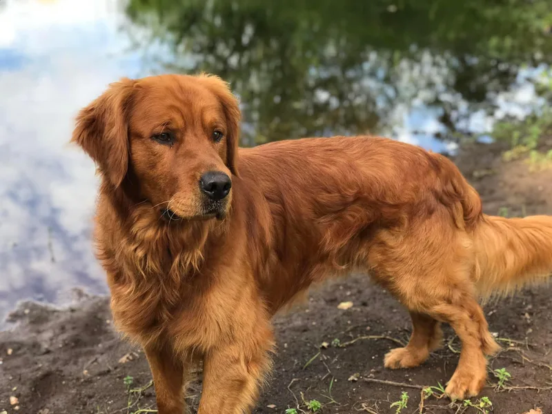 Dark Goldens on Hilltop
