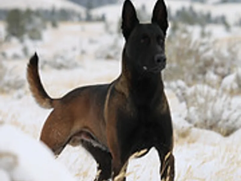 Dark Malinois Von Armour