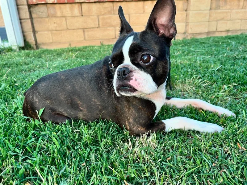 Dark Side of the Moon Boston Terriers
