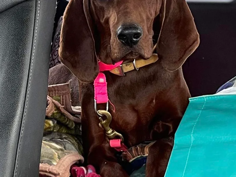 Dark Trail Redbones photo 1