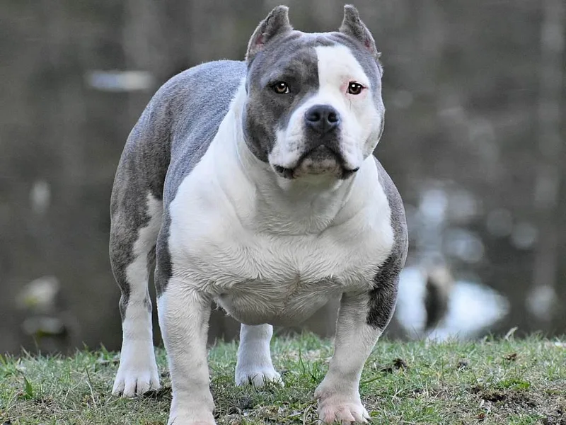 Dark Water Bullies