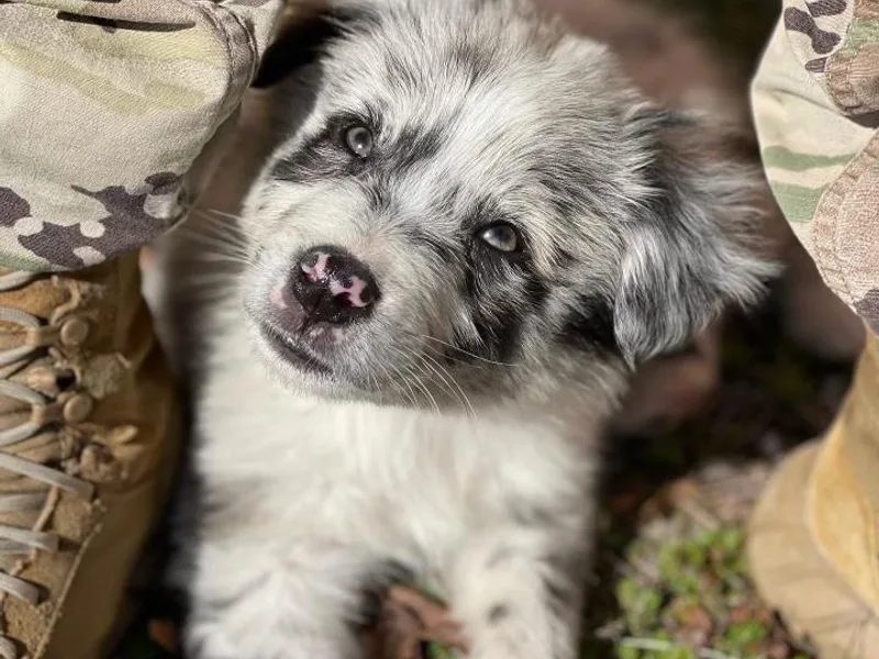 Dark Water Standards