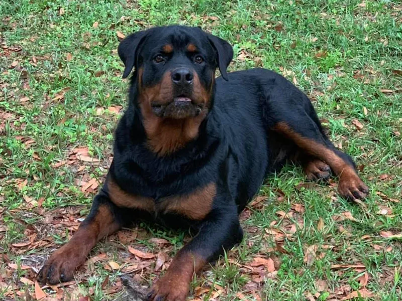 Dark Waters Rottweilers