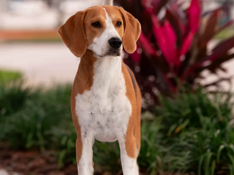 Darkfire Harriers photo 1