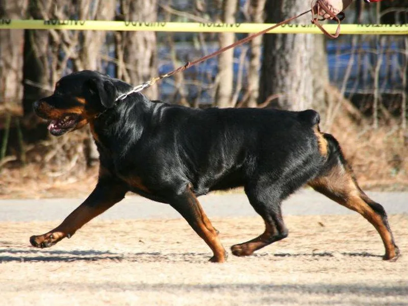 Darkstarr Rottweilers