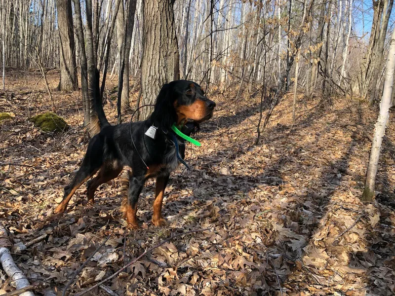 Darkwood Gordon Setters