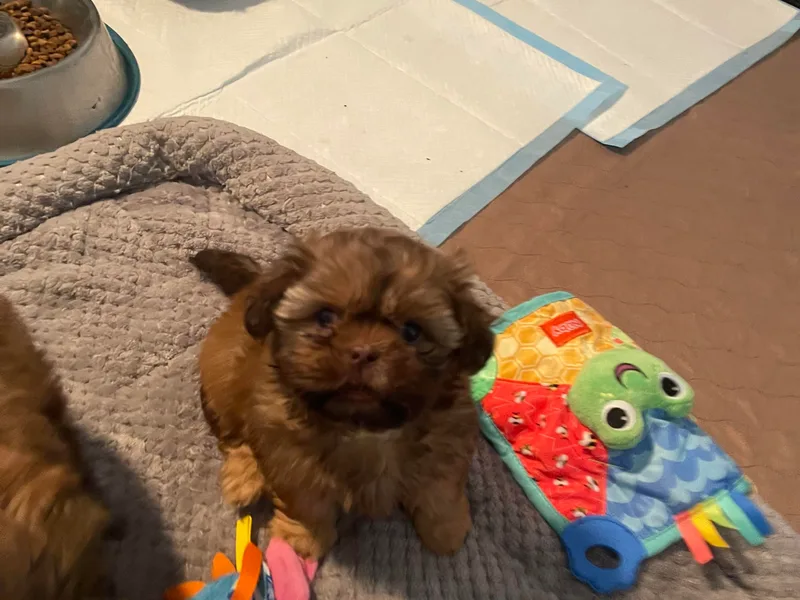 Darla’s Furever Shih Tzu