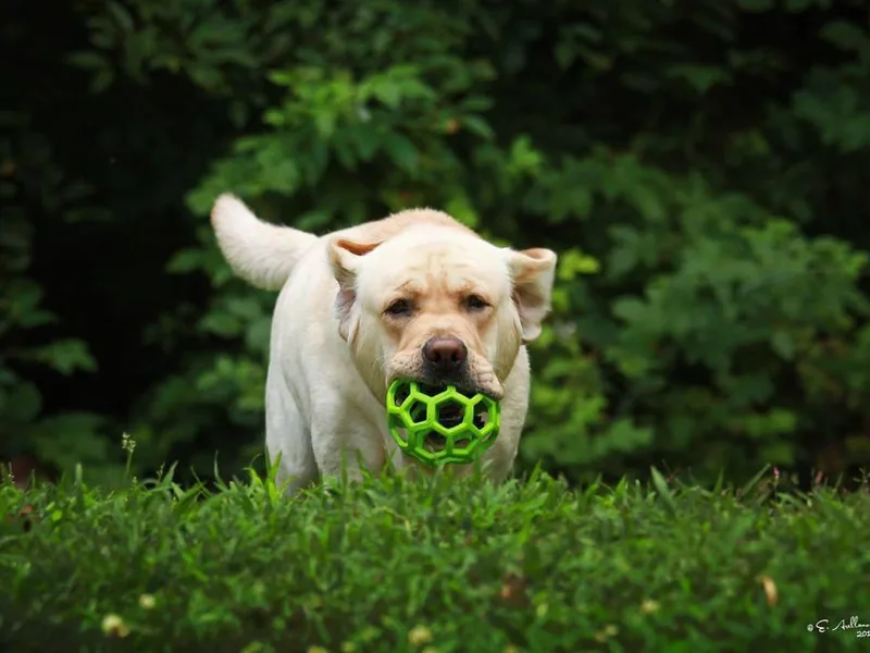 Darlene's Labrador Retrievers