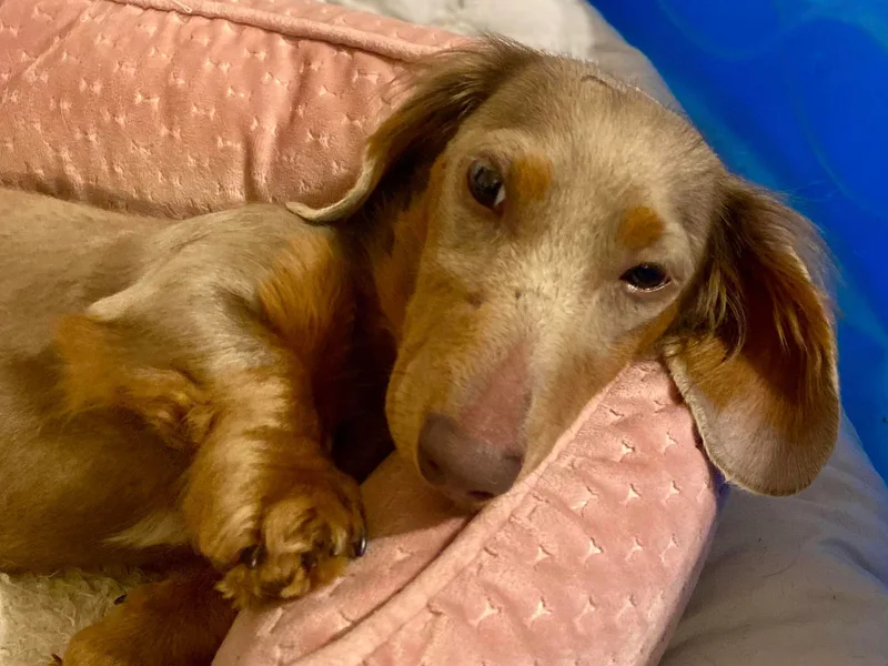 Darling Dachshund Crew