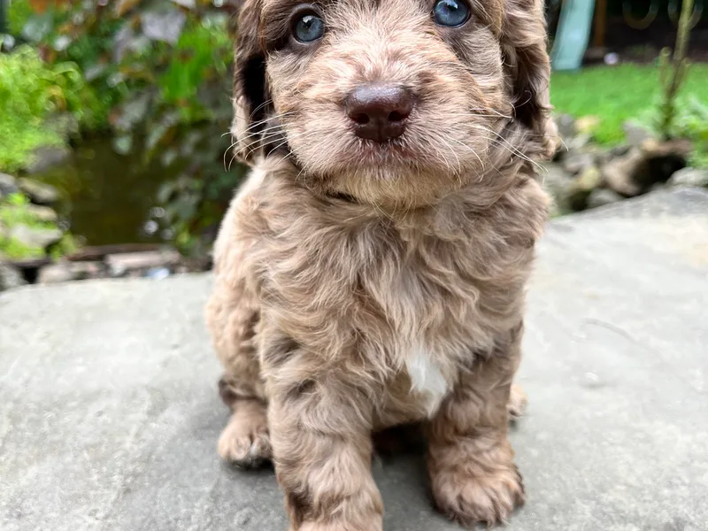 Darling Doodles of Licking County