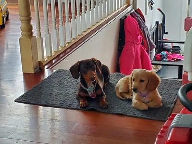 Darling Doxies