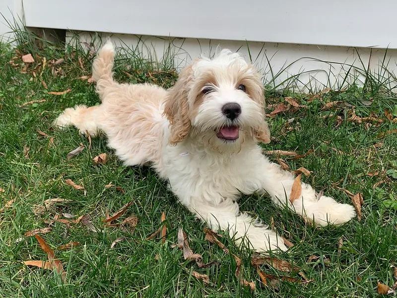 Darling Labradoodles