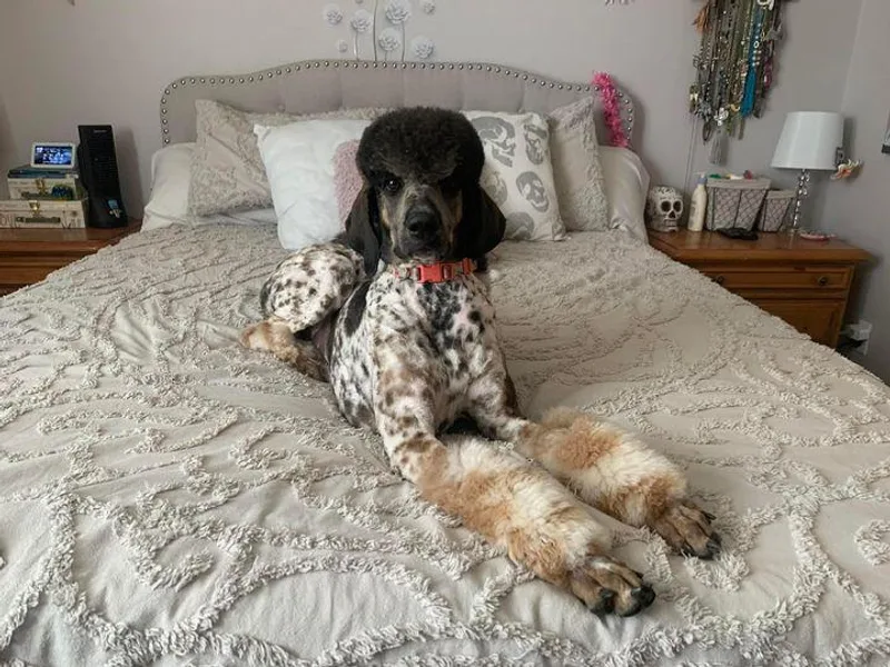 Darling Paws, LLC photo 1