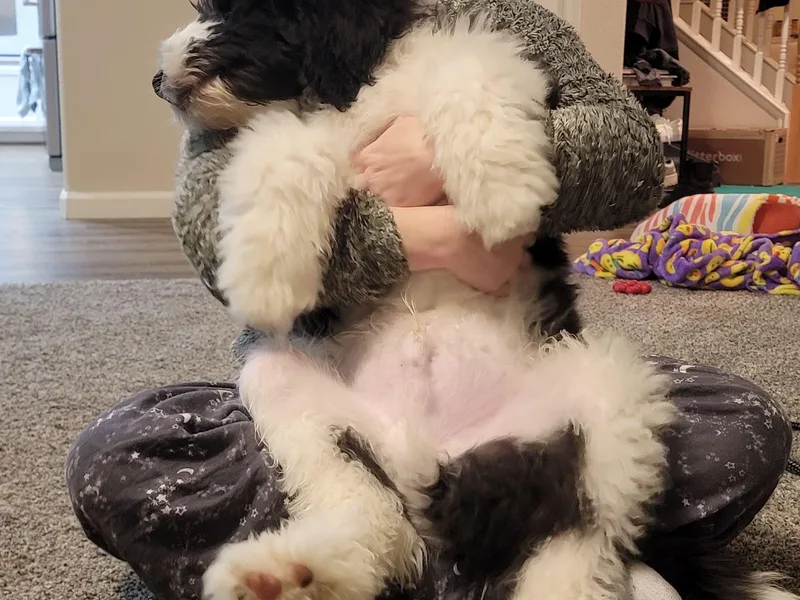 Darling Saint Berdoodles