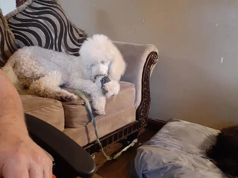 Darling Standard Poodle