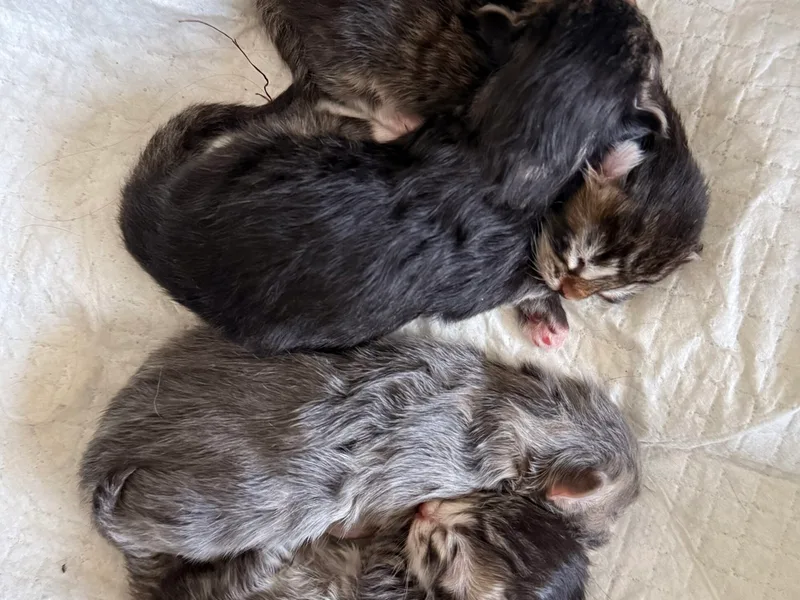 Darlingkittens