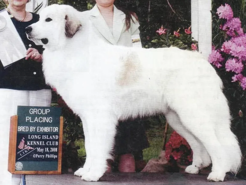 Darlington Great Pyrenees