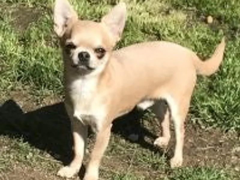 Darnleys chihuahuas photo 1