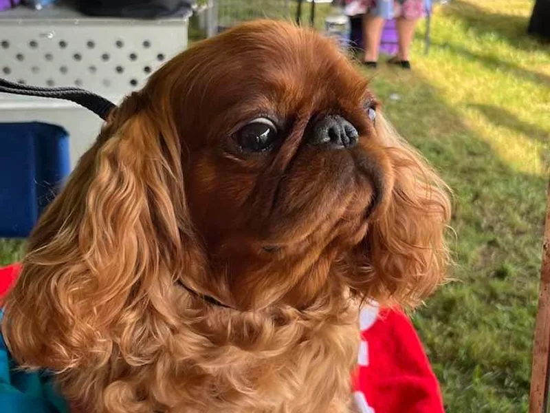 Darrell's English Toy Spaniels photo 1