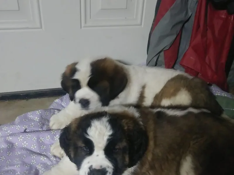Darrell Walton's Saint Bernards