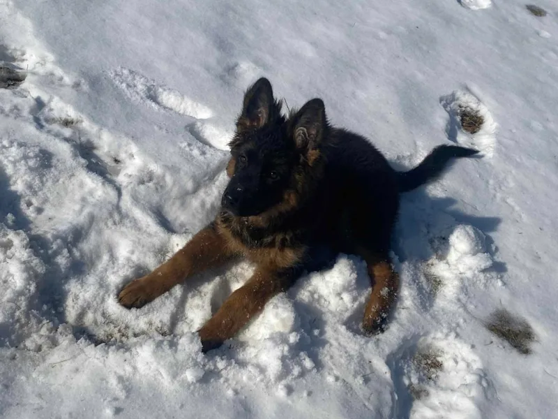 Darron Moore's German Shepherd