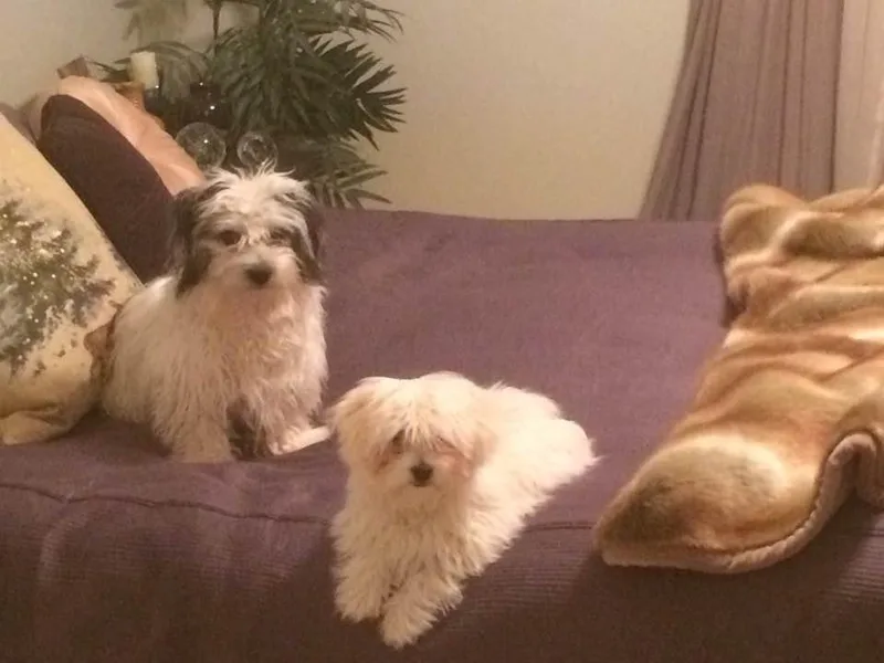 Darryl's Cotons de Tulear