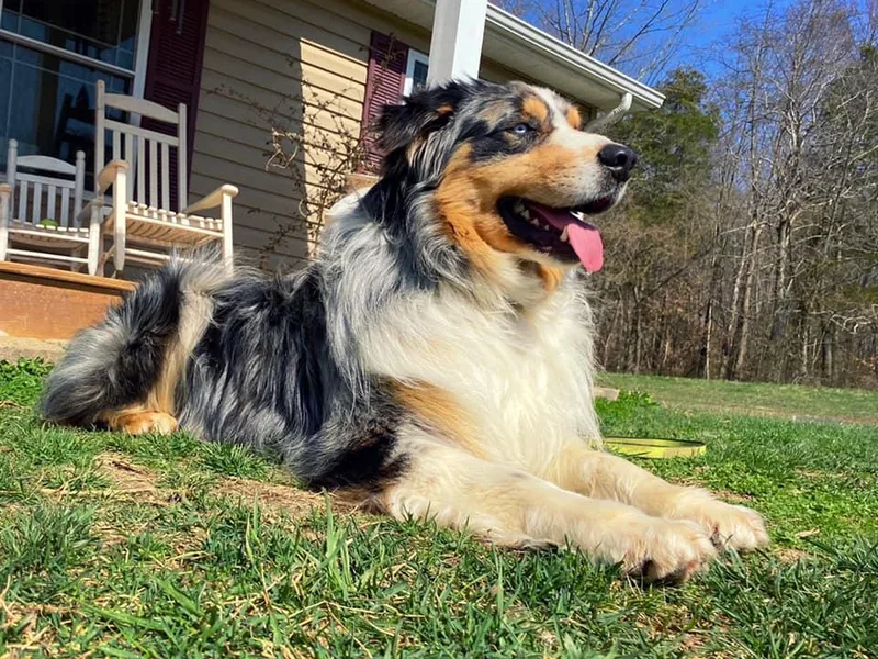 Dart’s Dazzling Dogs