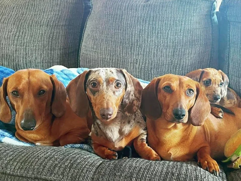 Das Weinerhas Dachshunds