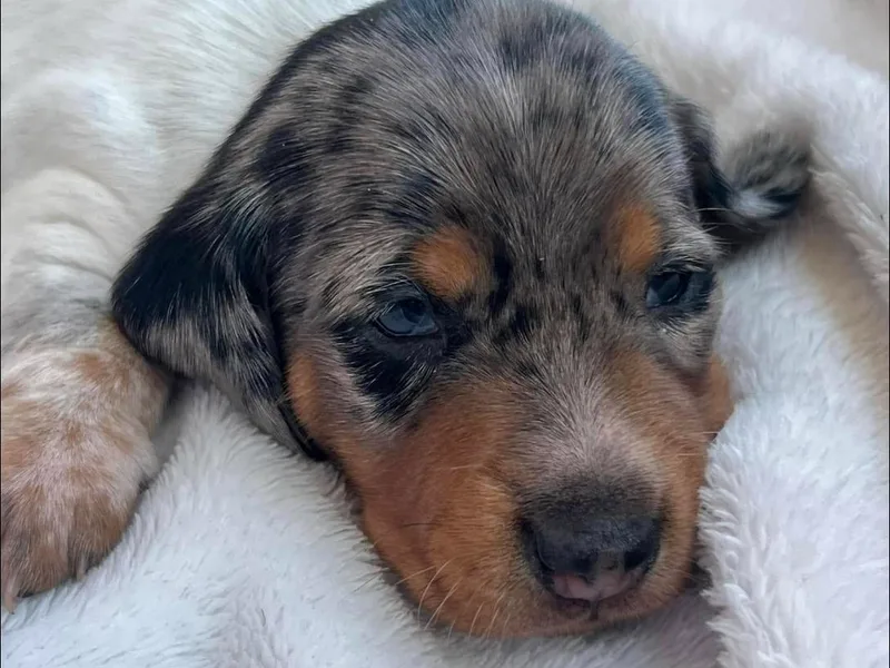 Daschund Pups photo 1