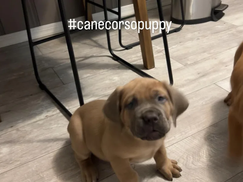 Dash Biblical Corsos