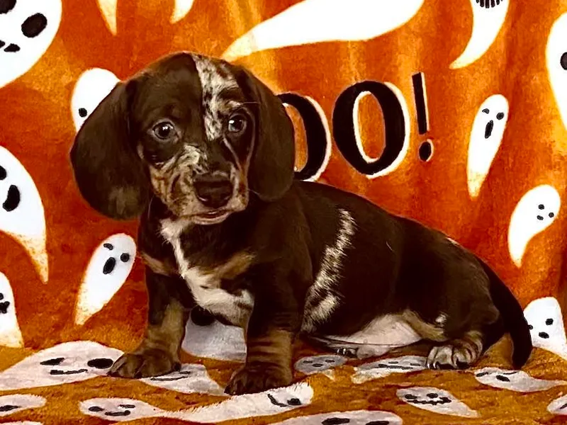 Dashing Dachshunds RF