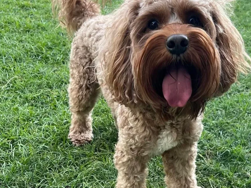 Dashing Dogs photo 1