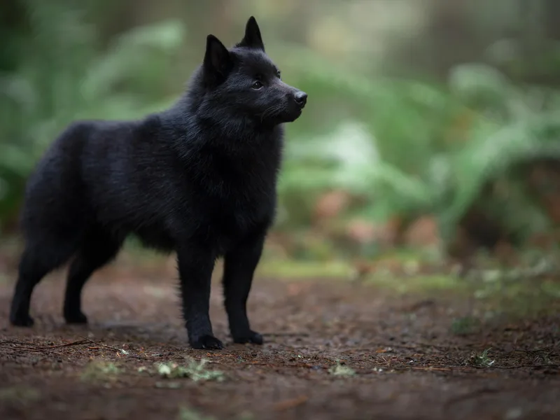 Dashing Schipperkes