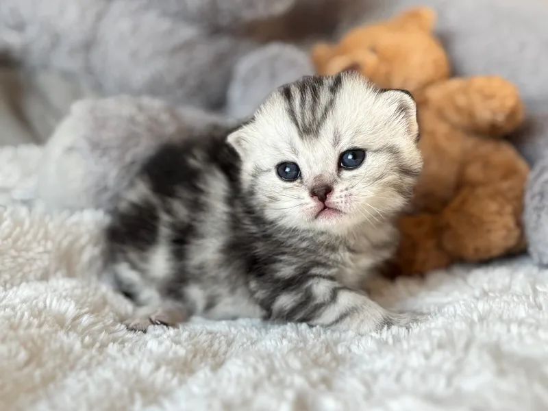 Dasycat photo 1