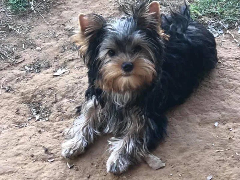 DATAMS PRECIOUS PETS