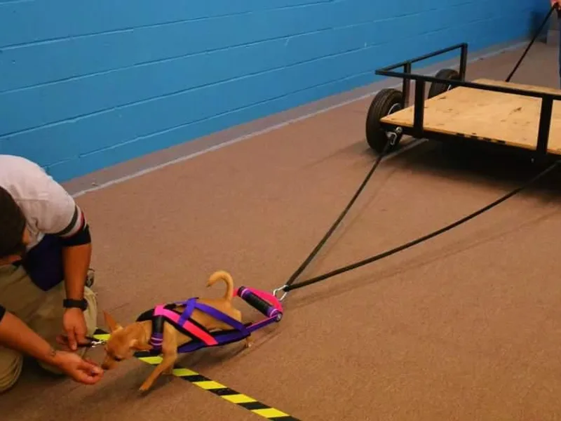 Dauntless Chihuahuas