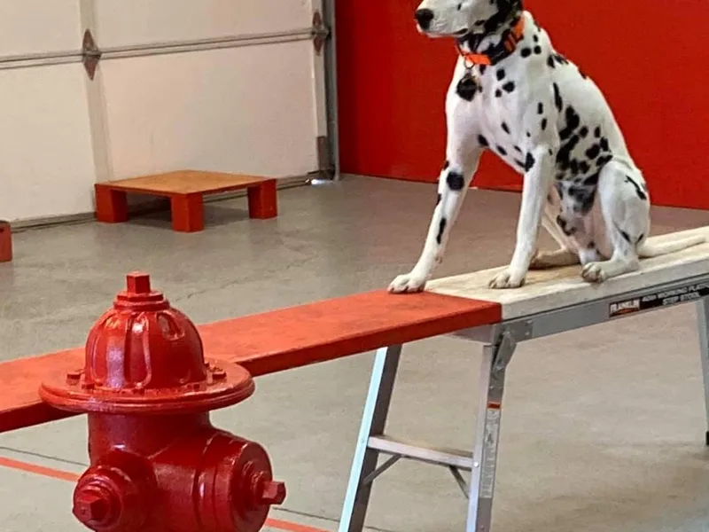 Dauntless Dalmatians