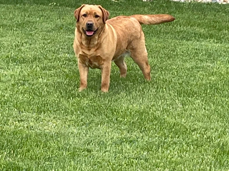 Davelaar English Labradors