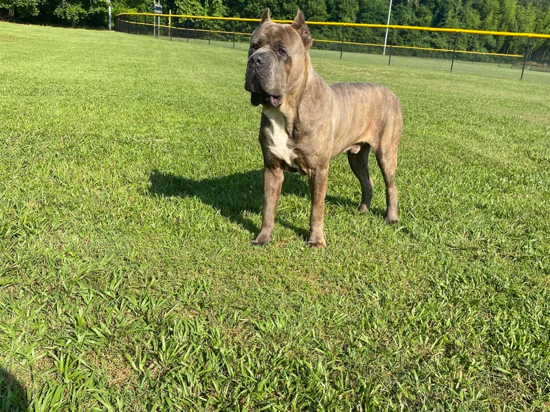 Davenport Kennel Club