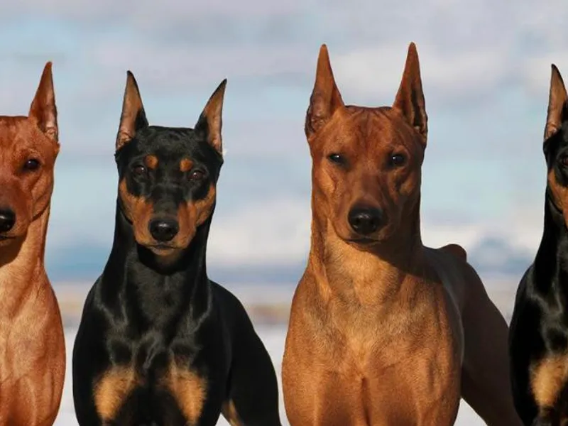 Daveren German Pinschers photo 1