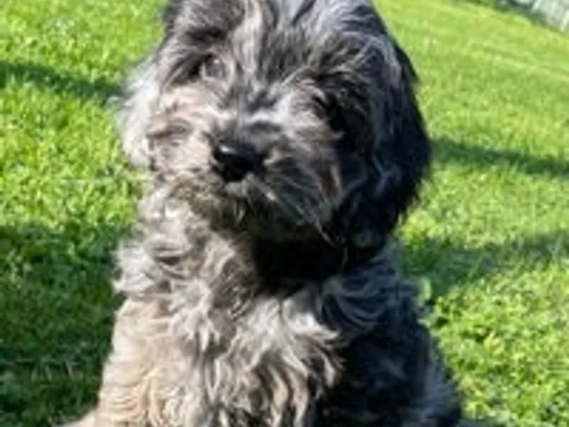 davey 5 ⭐️ licensed breeder photo 1