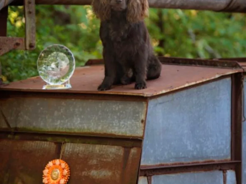 David Lambert's Boykin Spaniels