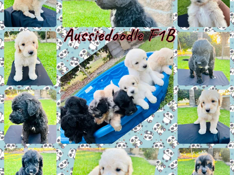 David's Aussiedoodles