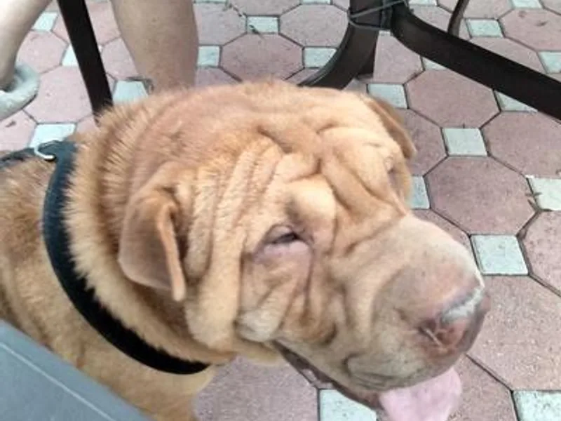 David's Chinese Shar-Pei
