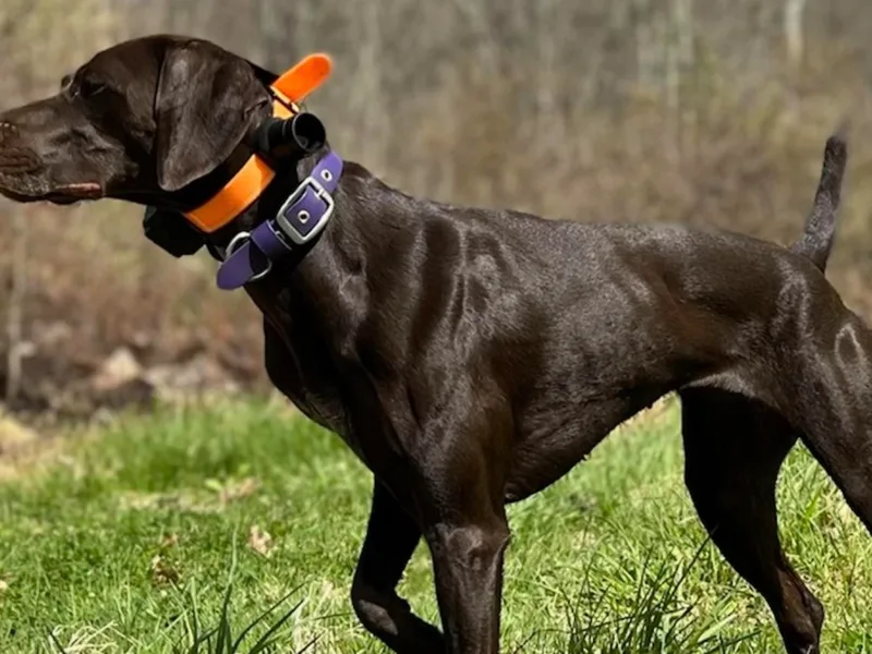 David's German Shorthaired Pointers