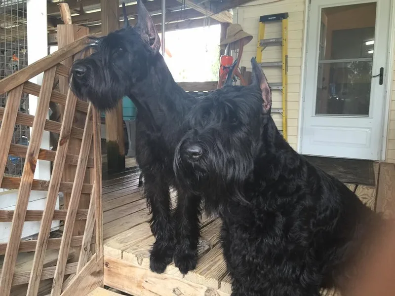 David Sprouse's Giant Schnauzers
