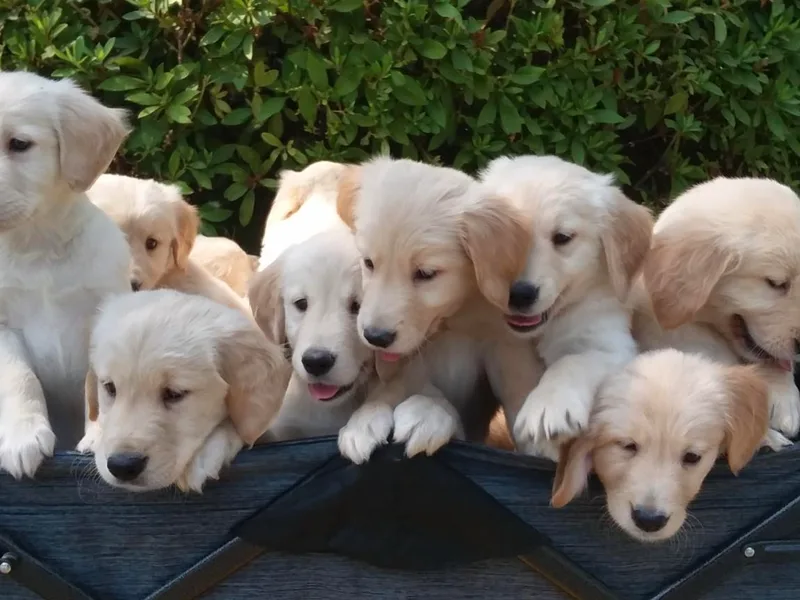 Davids Golden Retrievers